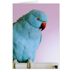 Blue Indian Ring Necked Parakeet With Red Nose