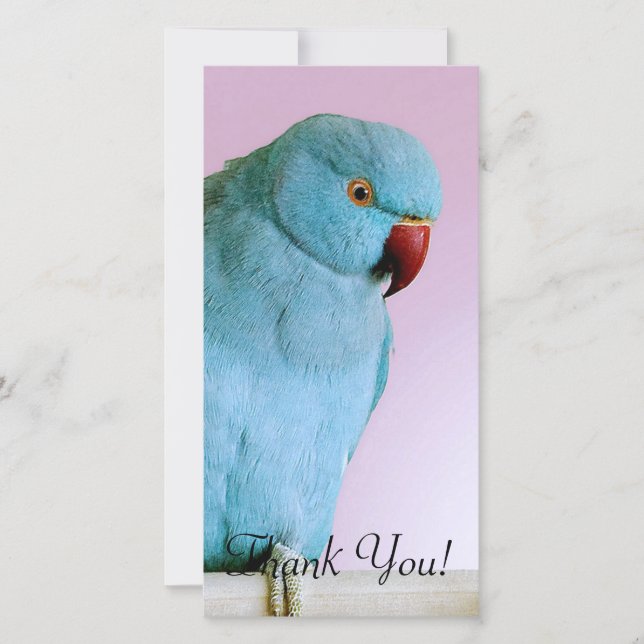 Blue Indian Ring Necked Parakeet With Red Nose Thank You Card (Front)