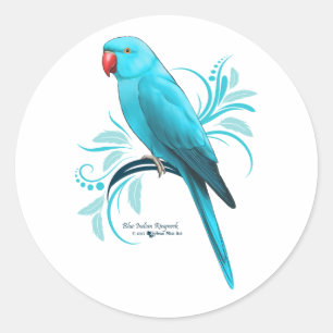 Blue Indian Ringneck Parrot Classic Round Sticker