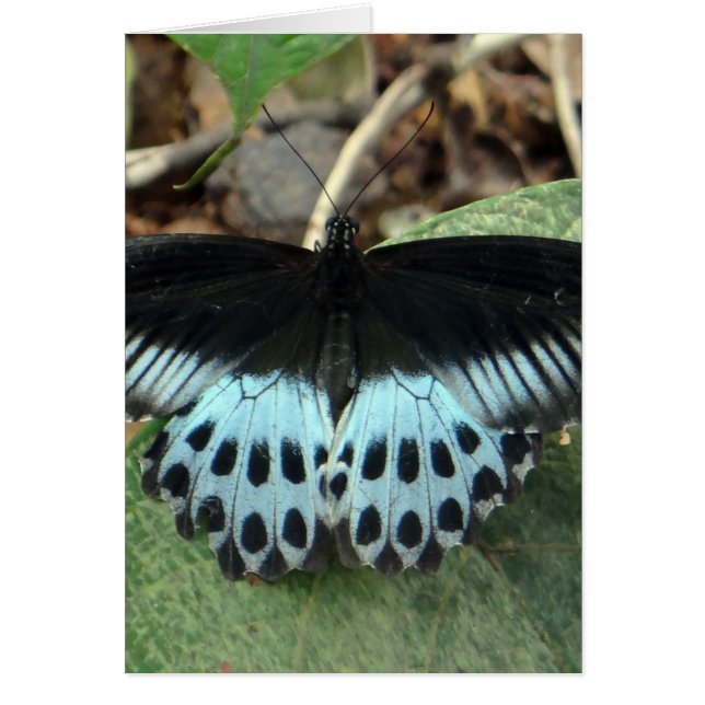 Blue Iridescent Mormon Butterfly (Front)