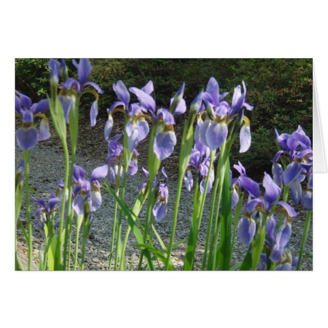 Blue Iris (Front Horizontal)
