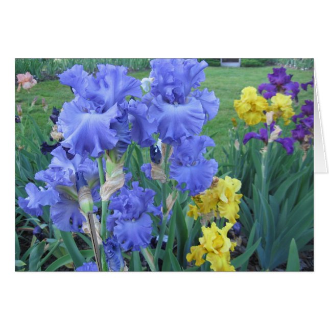 Blue Iris (Front Horizontal)
