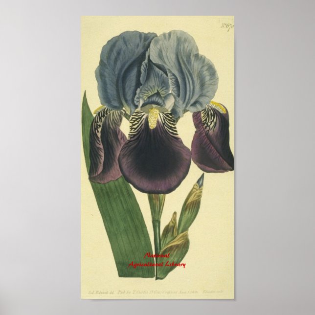 Blue Iris Botanical Print (Front)