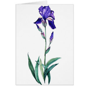 Blue Iris by PMACarlson