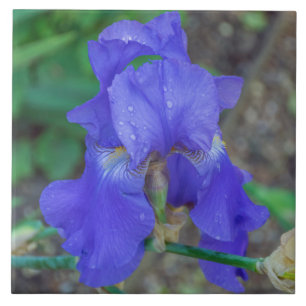 Blue iris ceramic tile