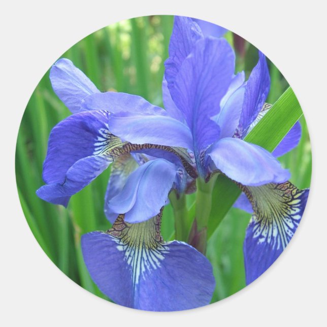 blue iris flower. Floral nature garden photography Classic Round Sticker (Front)