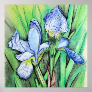 Blue Iris Flower Original Art Drawing Floral  Poster