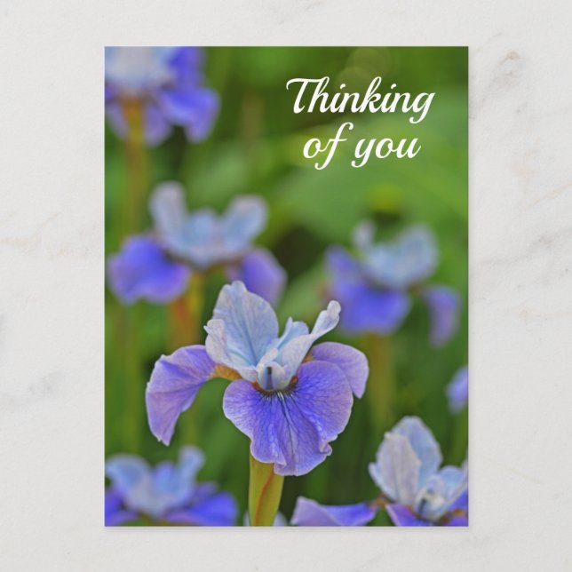 Blue Iris Flower Portrait Thinking of you Postcard (Front)