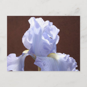 Blue Iris Flower postcards Irises Flowers Add Text