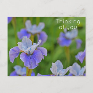 Blue Iris Flower Thinking of you Postcard