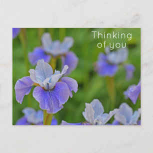 Blue Iris Flower Thinking of you Postcard