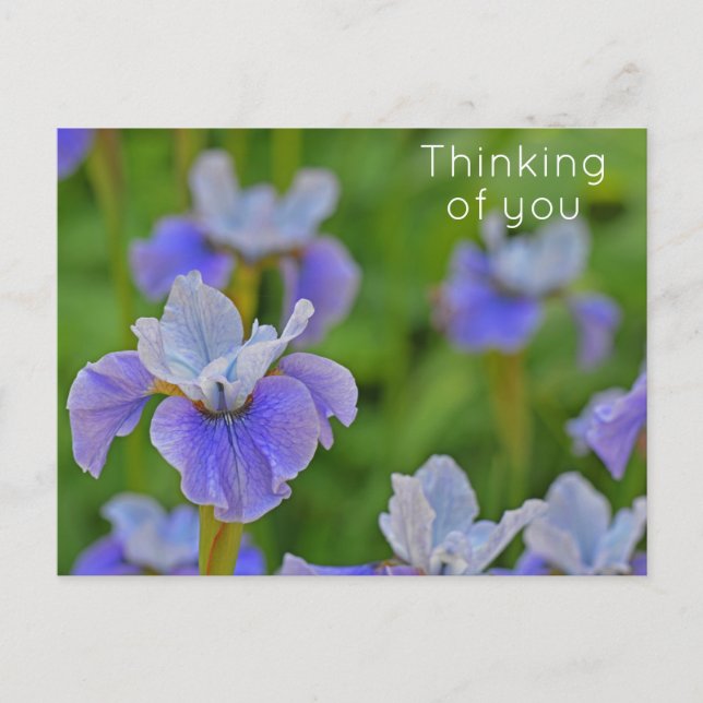 Blue Iris Flower Thinking of you Postcard (Front)