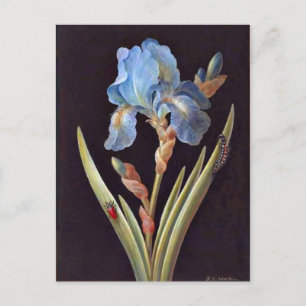 Blue Iris (germanica) Postcard