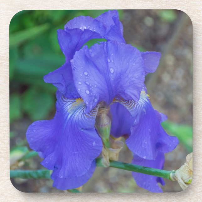 Blue iris hard plastic coasters (Front)