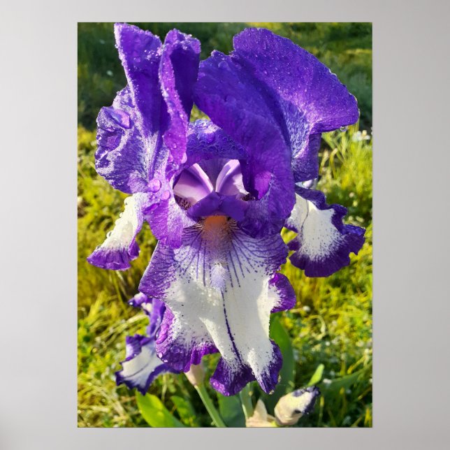 Blue Iris Irises White Floral Flower Garden Poster (Front)