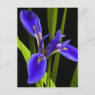 Blue Iris Postcard