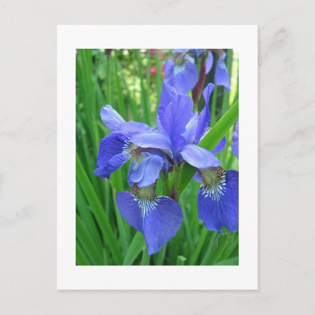 blue iris postcard (Front)
