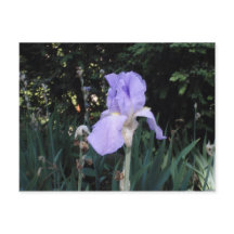 Blue Iris