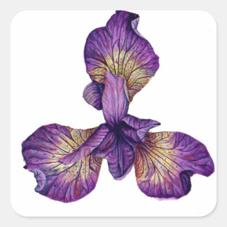Blue Iris Siberica Flower Square Sticker