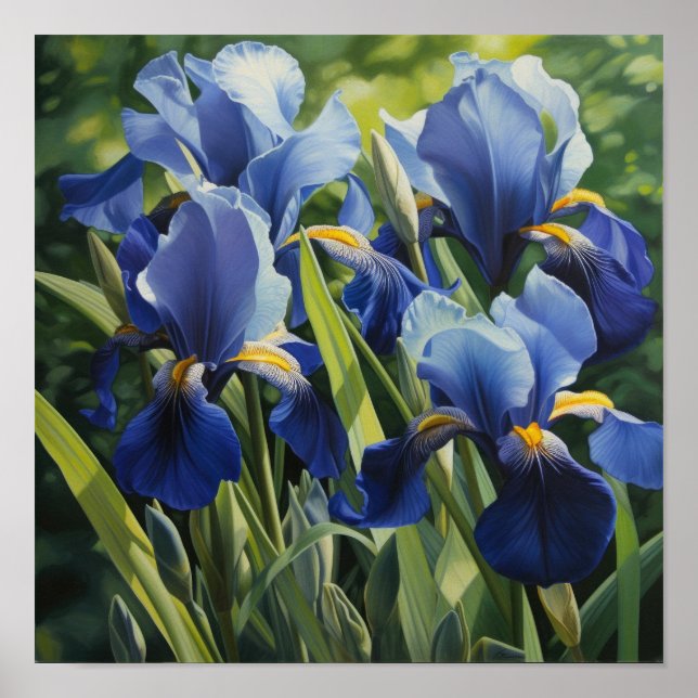 Blue Irises Flower Art Print Poster (Front)