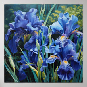 Blue Irises Flower Art Print Poster