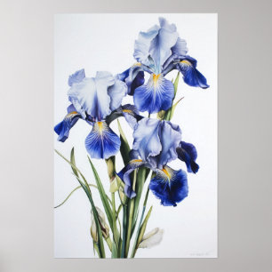Blue Irises Flower Art Print Poster