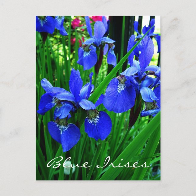 blue irises postcard (Front)