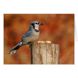 Blue Jay