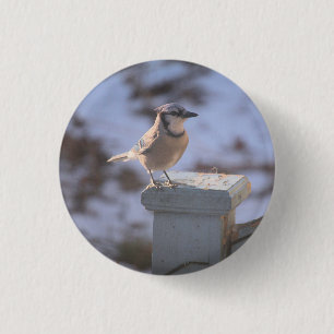 Blue Jay 3 Cm Round Badge