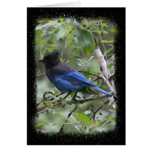 Blue Jay - 5" x 7" Art Card