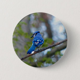 Blue Jay 6 Cm Round Badge