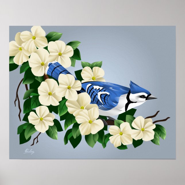 Blue Jay Among Dogwood Flower Poster (Front)