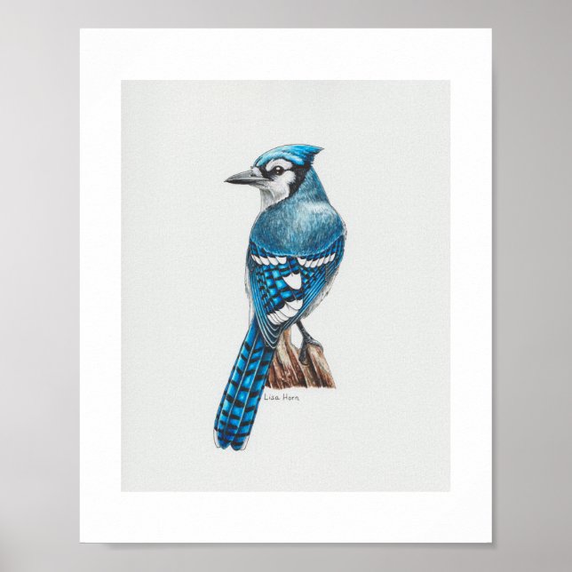 Blue Jay Art Print (Front)