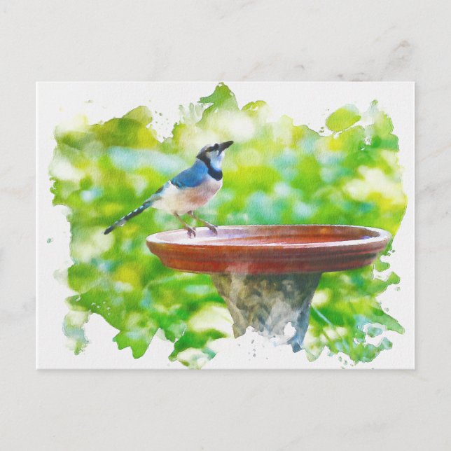 Blue Jay at the birdbath watercolor Postcard (Front)