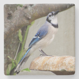 Blue Jay - Backyard Bird Series -   Coaster