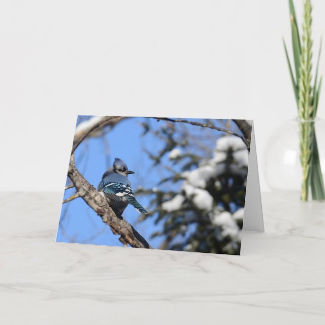 Blue Jay Bird in Winter Snow Blank Greeting Card (Front)