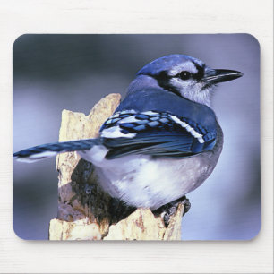 Blue Jay Bird Lovers Mouse Mat