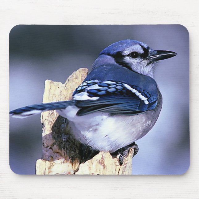 Blue Jay  Bird Lovers Mouse Mat (Front)