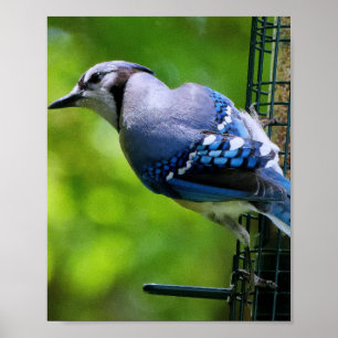 Blue Jay Bird Poster