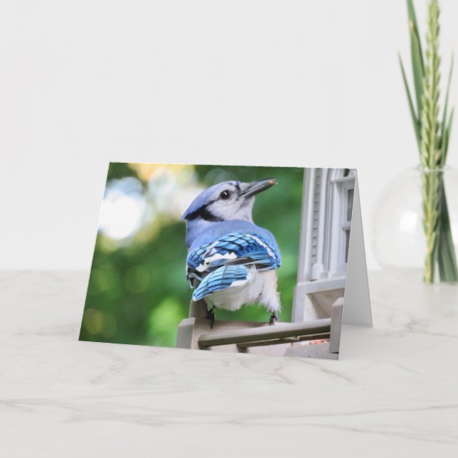 Blue Jay Blank Greeting Card (Front)