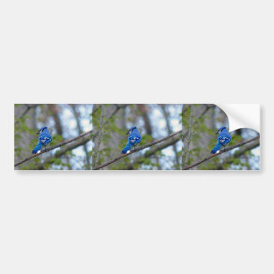Blue Jay Bumper Sticker