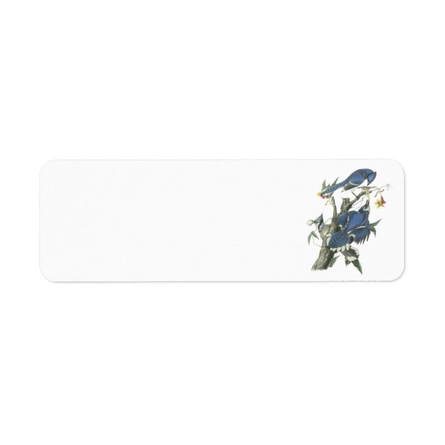 Blue Jay by Audubon (Front)