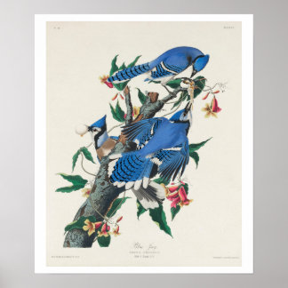 Blue Jay by Audubon Poster