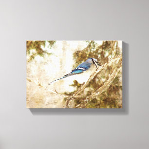 Blue Jay Canvas Print
