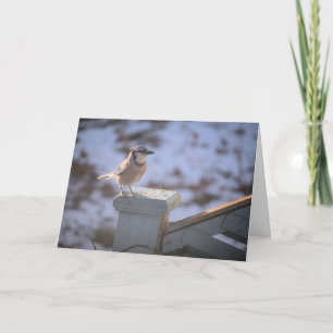 Blue Jay Card
