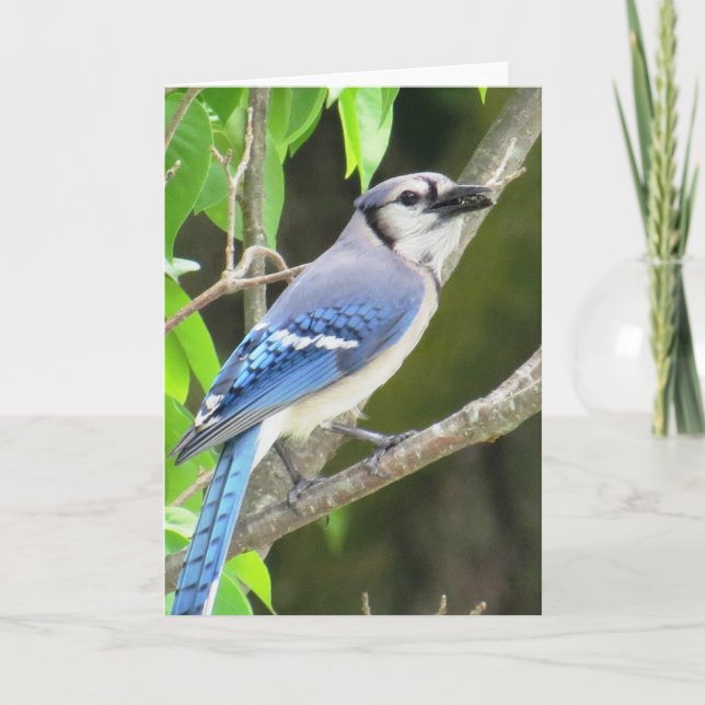 Blue Jay Card (Front)