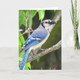 Blue Jay Card
