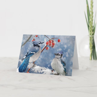 Blue Jay Christmas Holiday Card