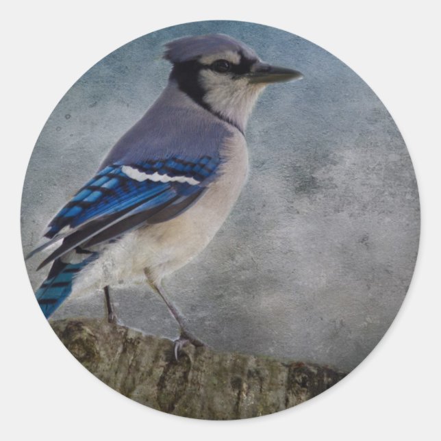 Blue Jay Classic Round Sticker (Front)