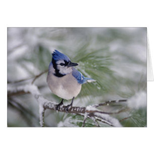 Blue Jay, Cyanocitta cristata